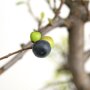 Bonsai 'Sageretia' besjes